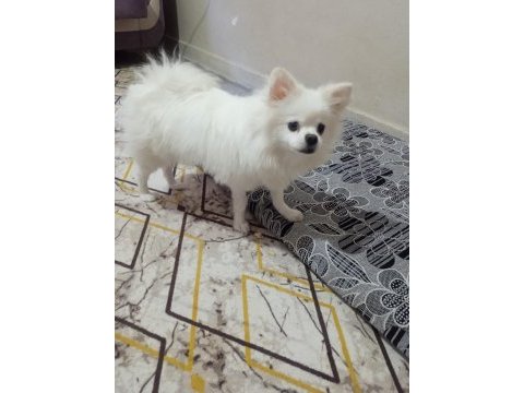 Sahiplendirilecek cins pomeranian köpeğimiz