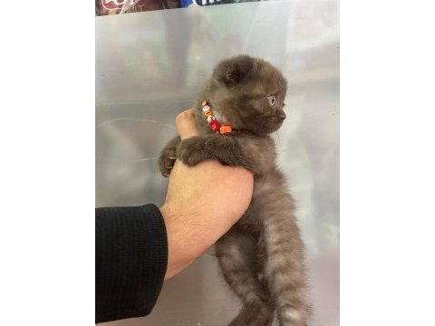 Dişi scottish fold