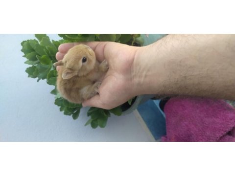 Cüce tavşan