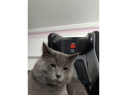 1 yaşında uysal erkek british shorthair