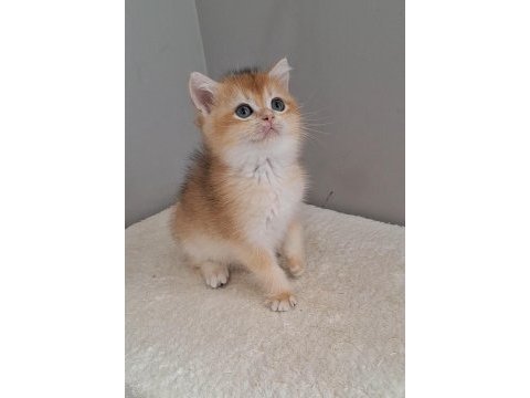 Wcf pedigrili british shorthair/longhair yavrular