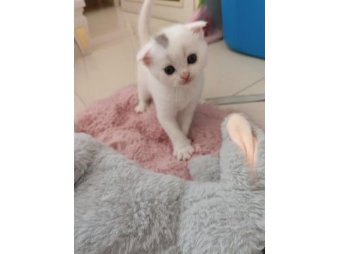Beyaz scottish fold