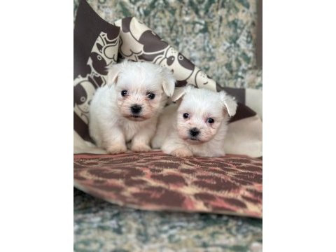 Maltese terrier yavrular