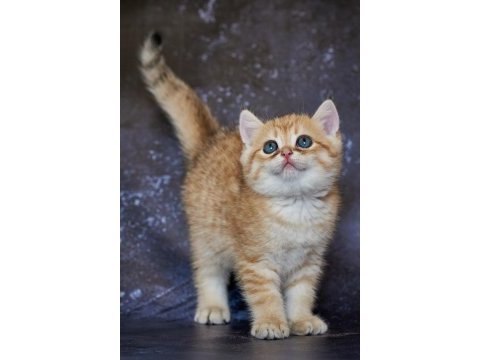 Family friendly kittie up for adoption