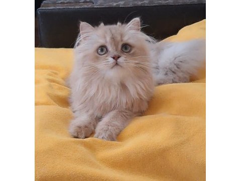 British longhair sevimli cana yakın uysal