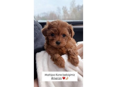 Maltipoo kore
