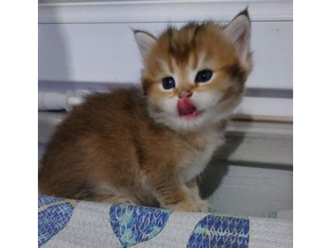 Safkan british shorthair aciklamayı okuyun lutfen