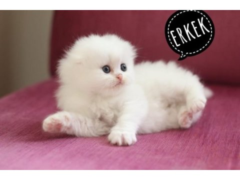 Hodri meydan daha güzeli yok en tatlı scottish fold