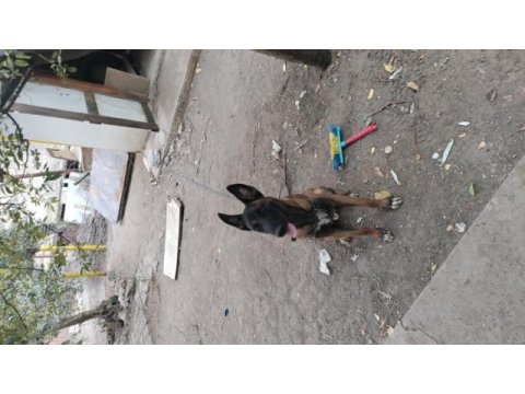 Sahibinden sahiplendirilecek köpekler