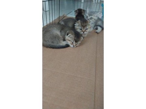 2-2,5 aylık golden british shorthair