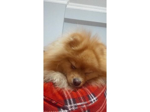 Acil ücretli sahiplendirelecek pomeranian boo