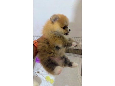 Secereli 40 günlük pomeranian boo