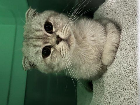 Sahiplendirilecek scottish fold kedimiz