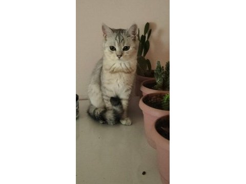 Kedilerim yeni ailelerini sabırsızlıkla bekliyor