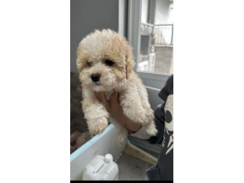 En özel maltipoo bebekleri 