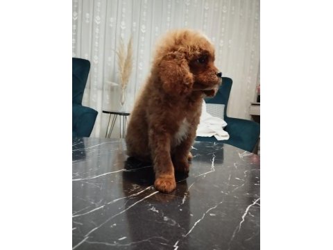 Toy poodle oğlumuz