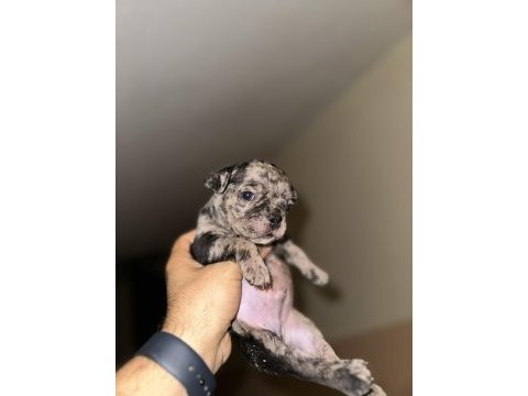 A kalite erkek black merle french bulldog