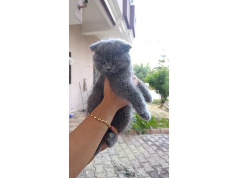 3 tane dişi yavru kedimiz yeni yuvasını aramaktadır