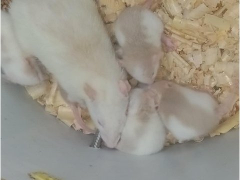 Dumbo rat yavrular