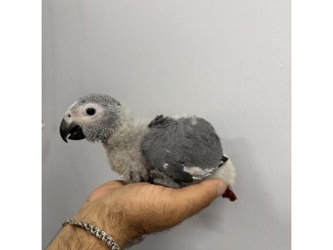 70 günlük bebek jako el besleme