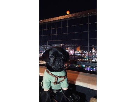 Siyah pug köpeğime ömürlük yuva arıyorum