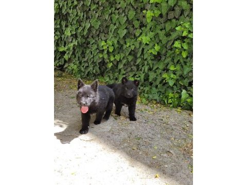 Full black alman çoban köpeği yavruları rezerve
