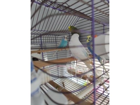 Çiftleşmeye hazır kızışmış dişi 1 yaşında muhabbet kuşu