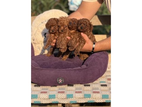 Çiş eğitimli sağlık garantili aşılı toy poodle 