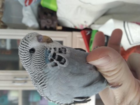 Jumbo yavru renk güzelleri muhabbet kuşlar