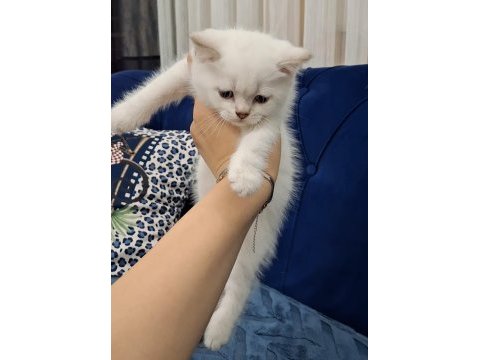 Beyaz british shorthair