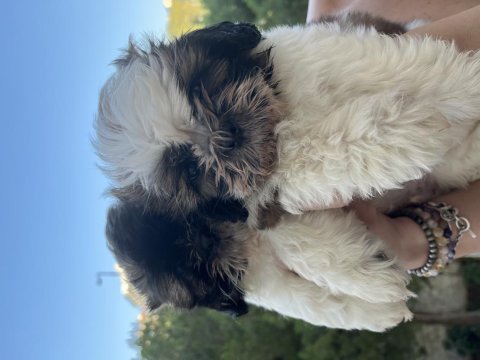 Shih tzu yavrular
