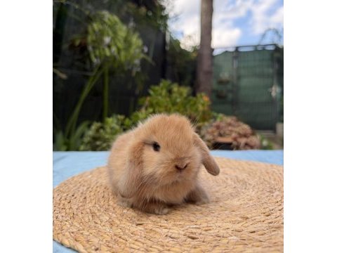Mini lop tavşan yavruları
