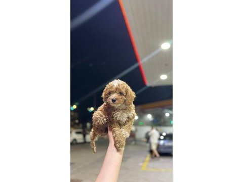 Toypoodle dişi erkek bebekler