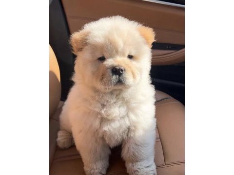 A kalite chow chow yavrularımız çin aslanı