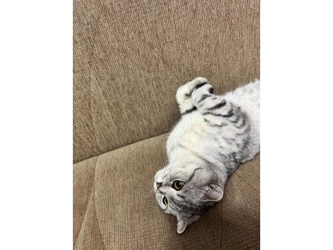 2 yaşında scottish fold
