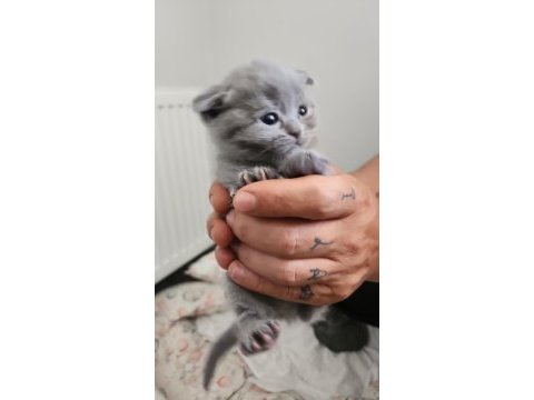 Kedilerimiz yeni yuvalarını arıyorlar