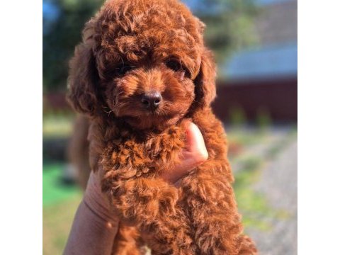 Cinsinin en iyisi poodle