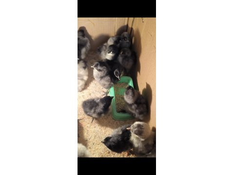 Alman uzun kuyruk australorp