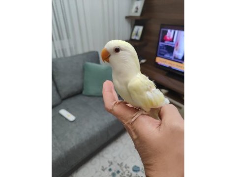 Kremino yavru sevda papağanları