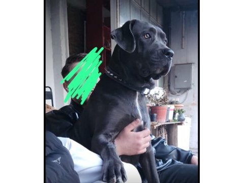 Mükemmel genetik 2.5 aylık cane corso