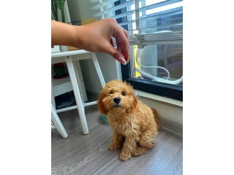 Altın tüylü 3 aylık toy poodle yavru