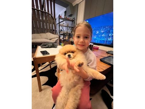 Pomeranian oğlumuz yeni eş adaylarını aramaktadır