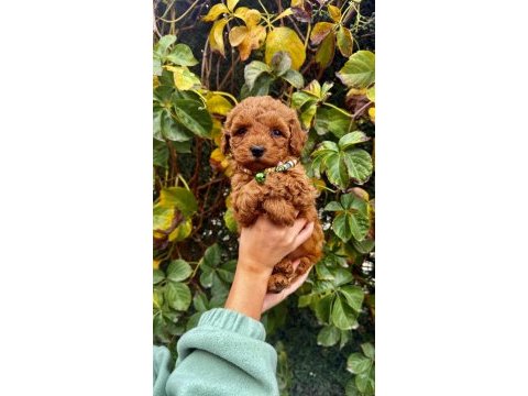 Orjinal ırk ve sağlık garantili poodle