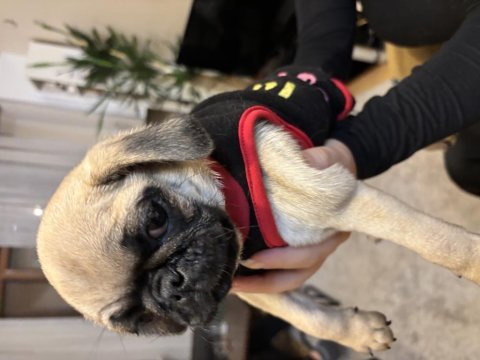 Son kalan erkek yavru pug