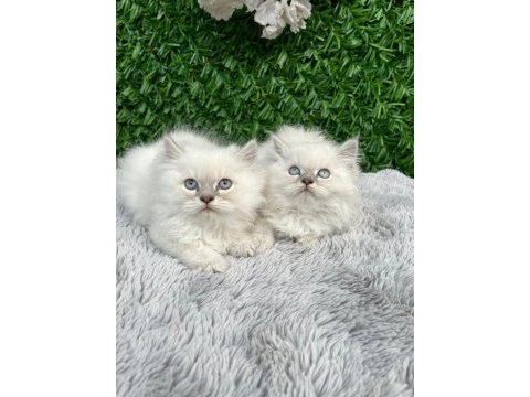 Scottish fold ve british yavrularımız