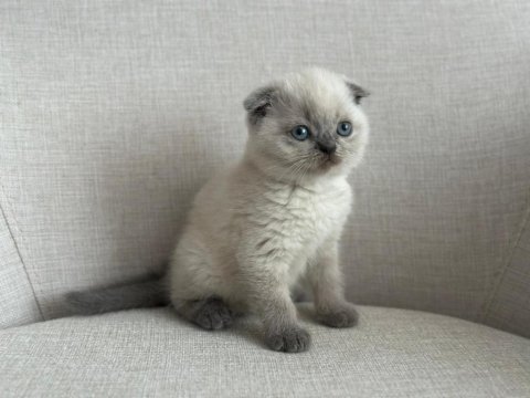 Ev ortamında büyümüş eşsiz güzellikte scottish fold yavrular