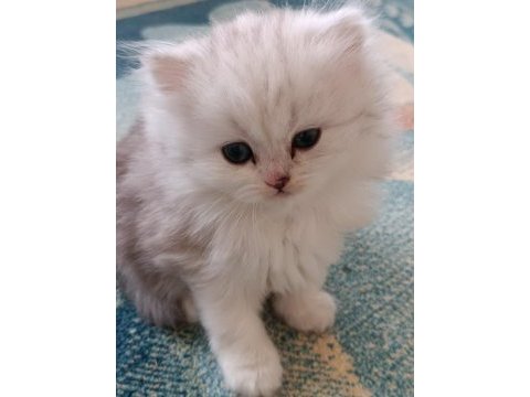Silver british longhair dişi ve erkek bebekler