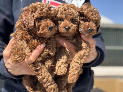 Ankaranın  en iddialı kore toy poodle yavruları