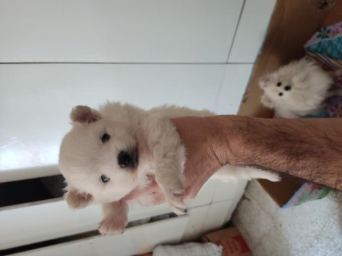 Pomeranian anne ve yavruları