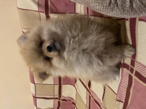 Erkek dişi pomeranian yavrular